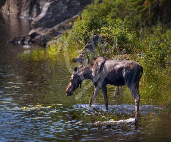 Moose